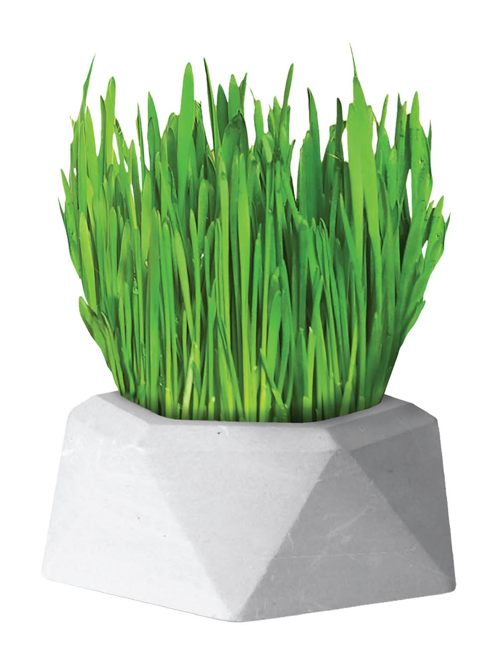 Penn Plax Home Grown Greens - Wheatgrass Grow Kit