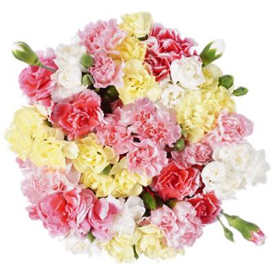 Signature Select Rainbow Mini Carnations 9 Stem - Each