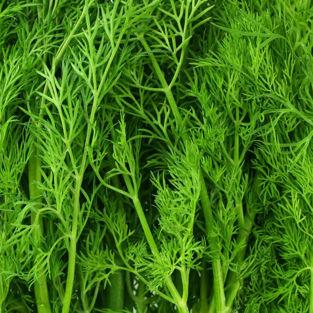 Bonnie Plants 1 -Pack Dill Plant in Pot