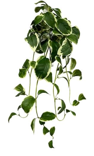 22" Variegated Hoya Bush By Ashland