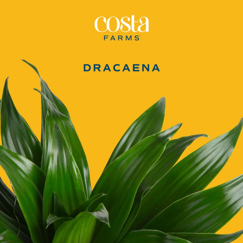 Costa Farms Dracaena House Plant - Thumbnail 4