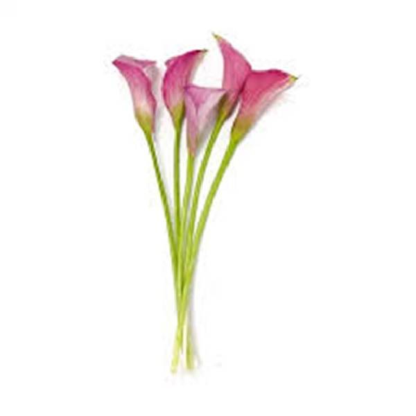 Lindseys Mix Mini Calla Lilies 5 St