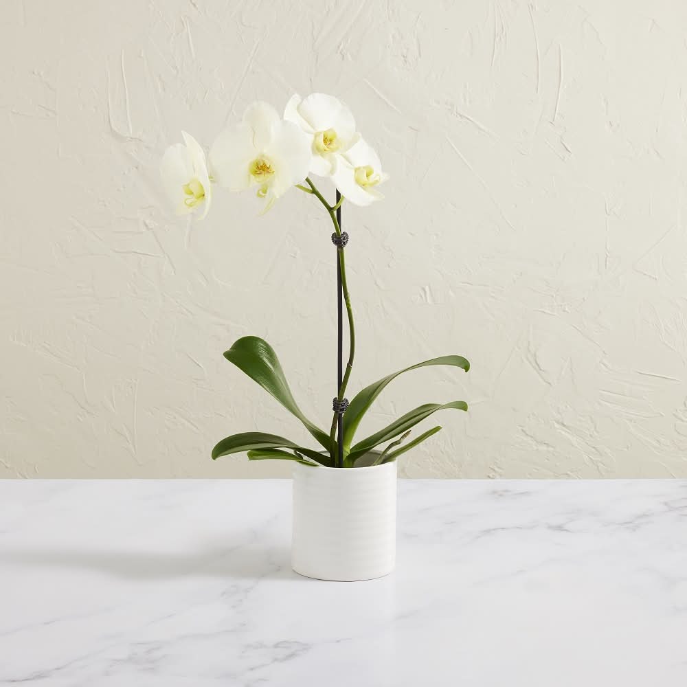 Haars Phalaenopsis Orchid Plant, L