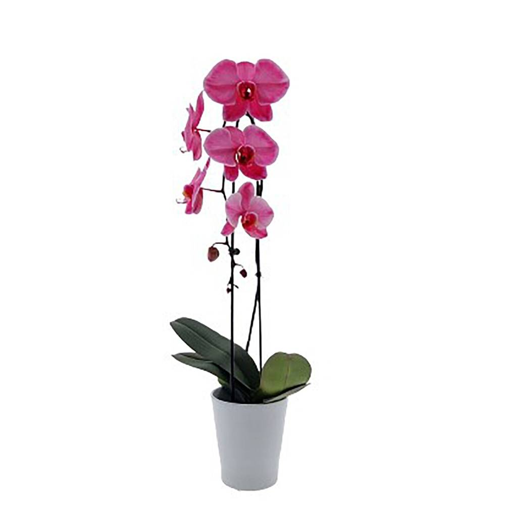 Color Fuze Orchid Plant