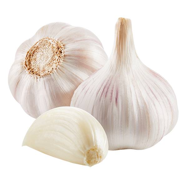 Garlic