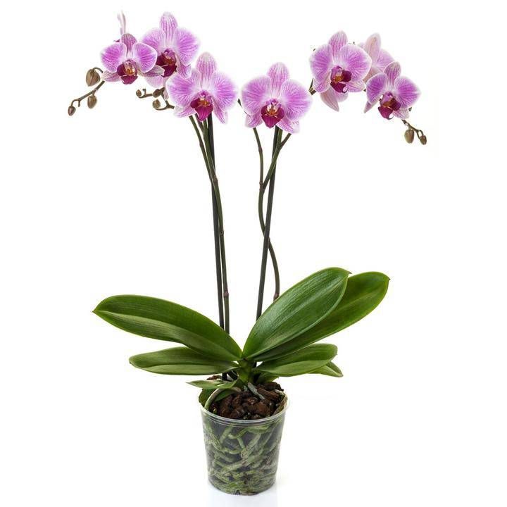 1602324 Plantas orquídeas dobles (1 pieza)