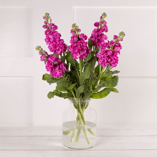 Scented Stocks
