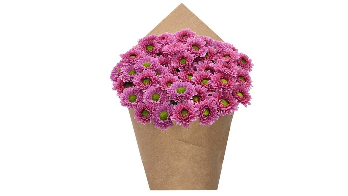 Premium Poms - Lavender Novelty, 6 stem