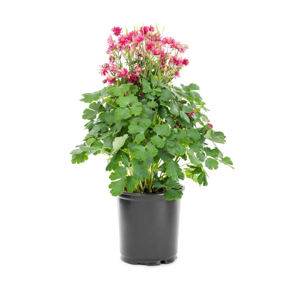 Lowe's Multicolor Columbine Plant in 2.5-Quart Pot | NURSERY