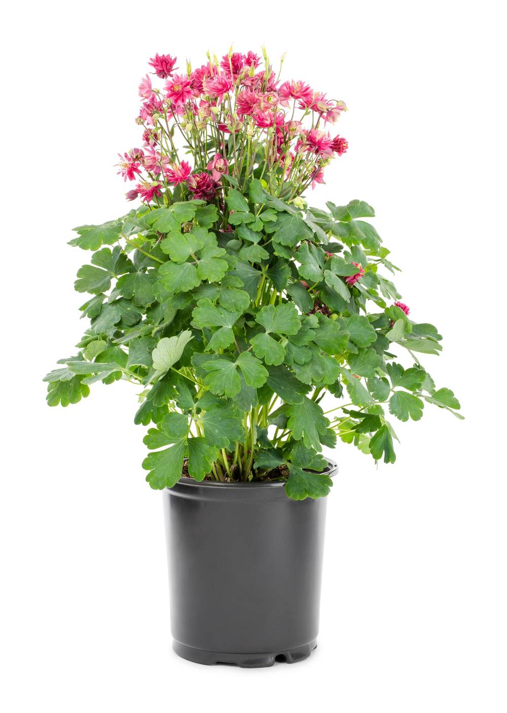 Lowe's Multicolor Columbine Plant in 2.5 -Quart Pot 1 -Pack | NURSERY