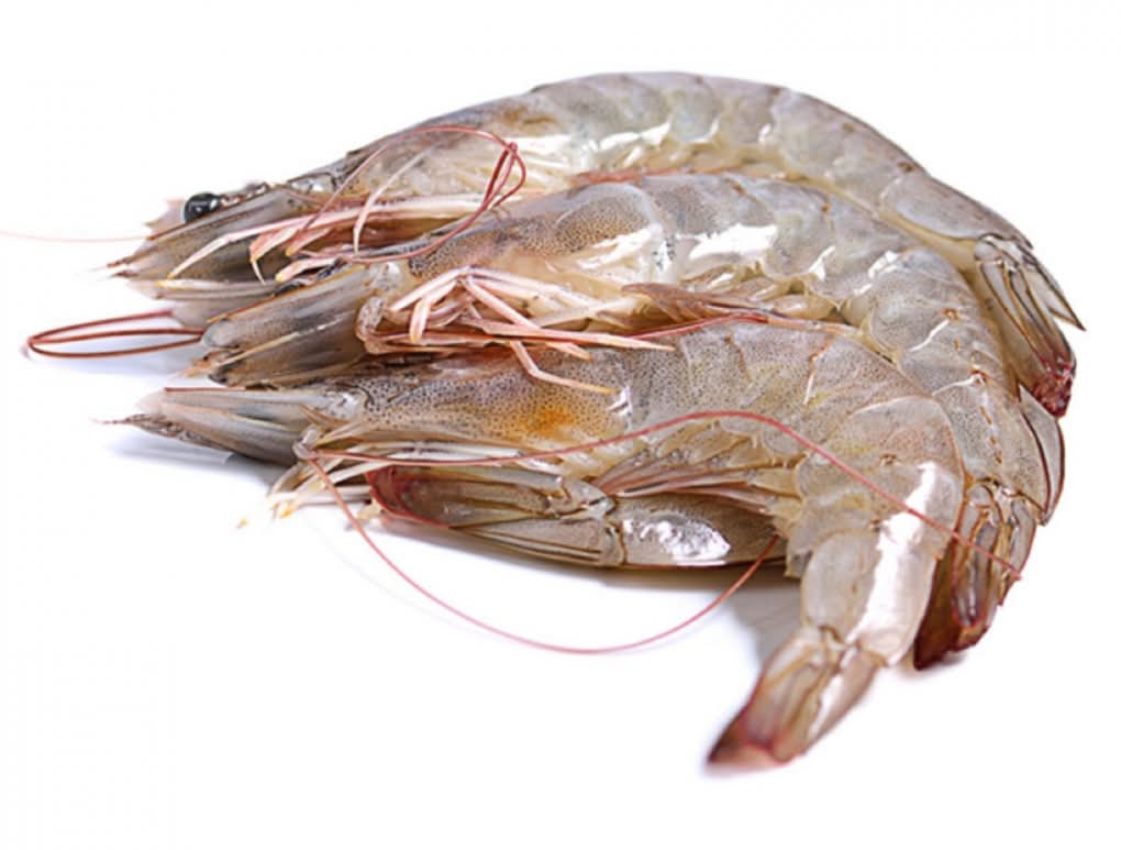 LANGOSTINO CRUDO GORDO