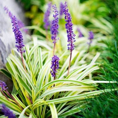 15pc Big Blue Liriope Plant with Purple Blooms - National Plant Network: Perennial Groundcover, Full Sun, 18" Height