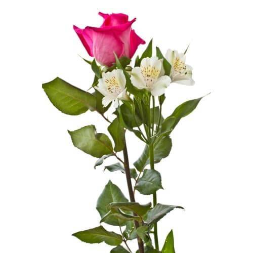 Double Rose and Alstroemeria Duet (1 bouquet)