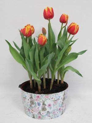 Tulip Tin 2.56 Quart - Each