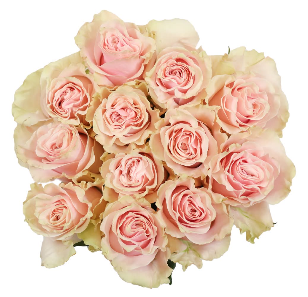 Dozen Pink Roses