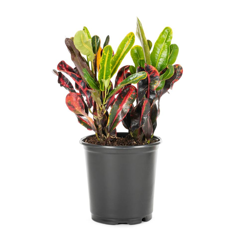 Lowe's Mamey Croton Shrub in 2.5-Quart Pot | 846923