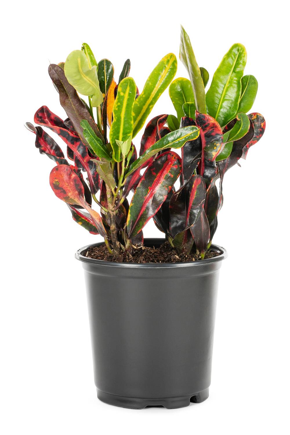 Lowe's Mamey Croton Shrub in 2.50 -Quart Pot 1.0 -Pack | 846923