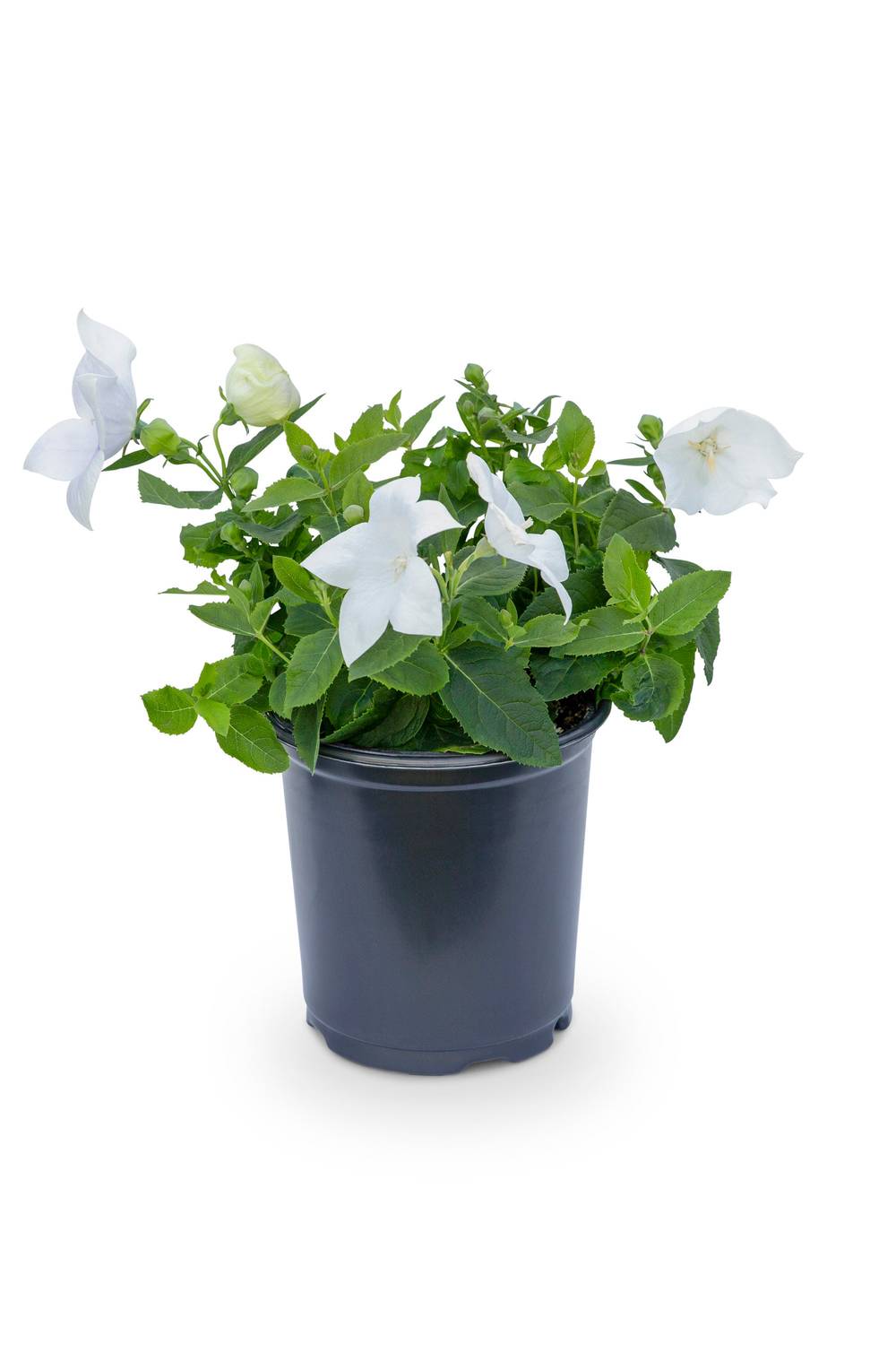 Lowe's Multicolor Balloon Flower Plant in 2.5-Quart Pot | 2.5QTPLATYP