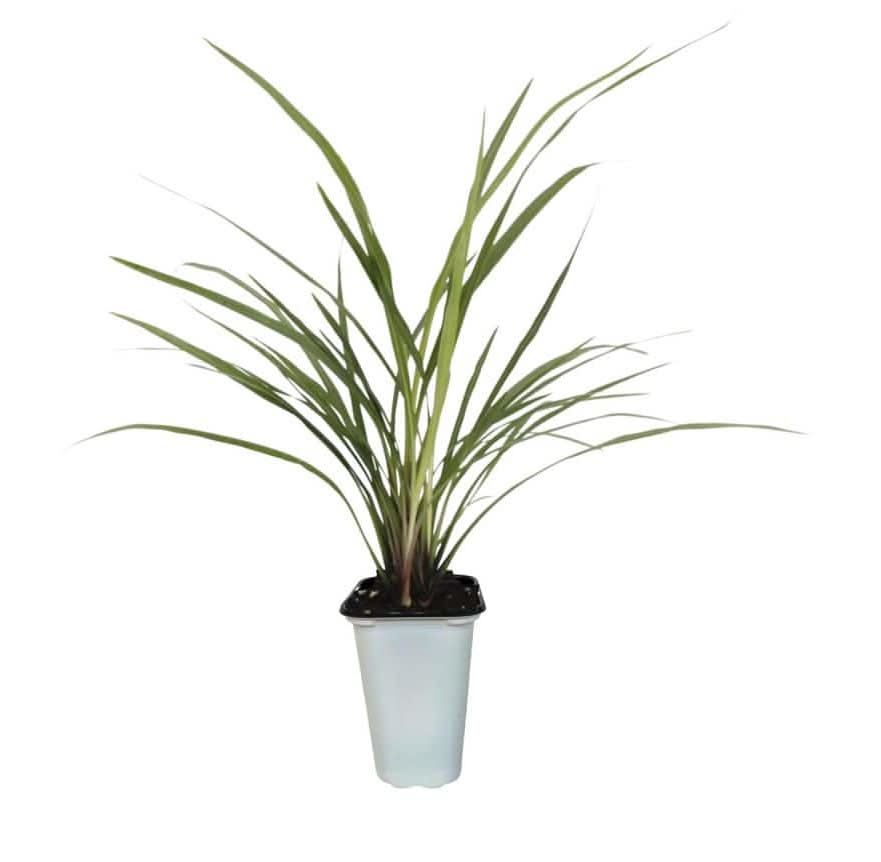 Masterpiece Flower Company 1 Pint Dracaena Spike Annual Plant With Green Grass-1 Pack