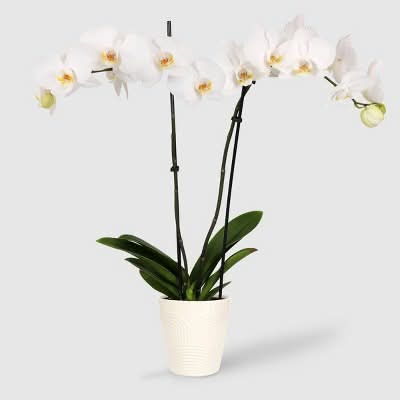 Good Little Garden Live Premium Orchid Houseplant, 5 in, White