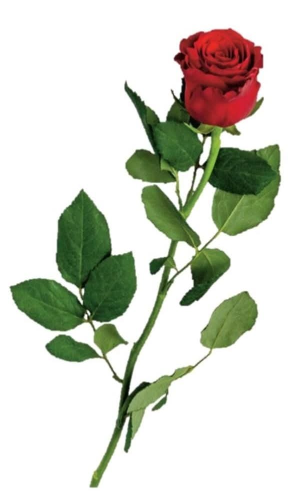 MC RÓŻA PREMIUM SZTUKA 60 cm