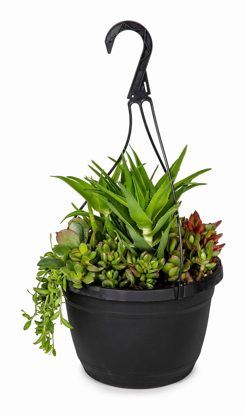 Lowe's 1.0 -Pack Cacti and succulents (mixed) in 1.20 -Gallon Hanging basket | 451983