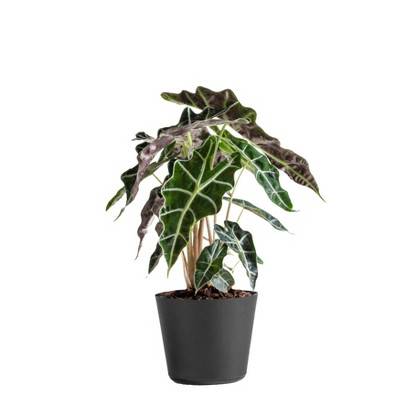 Live Alocasia Polly Elephant Ear Plant in 6" Standard Black Planter