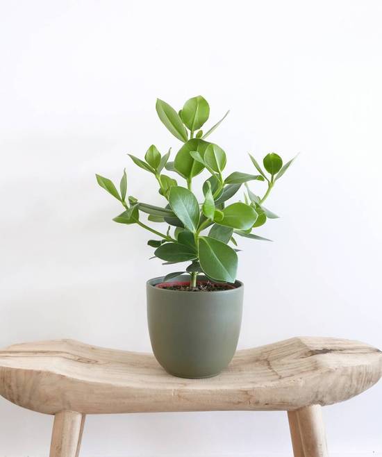 CLUSIA - Pot D.14cm