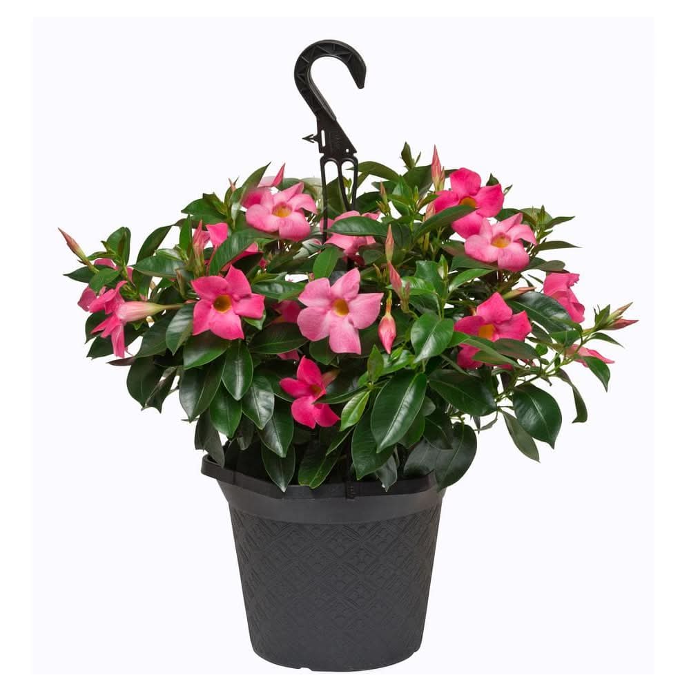 chinese lily flower Lilium Asiatic Mandarin Star (Pack of 2)
