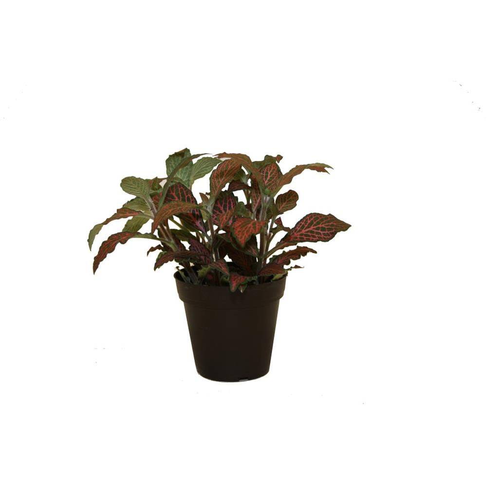 Lowe's Foliage House Plant in 10-oz Pot | HEGFG2