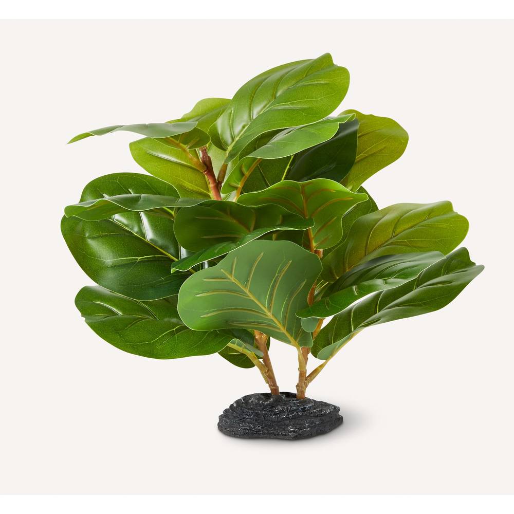 Nate & Jeremiah Fiddle Fig Plant