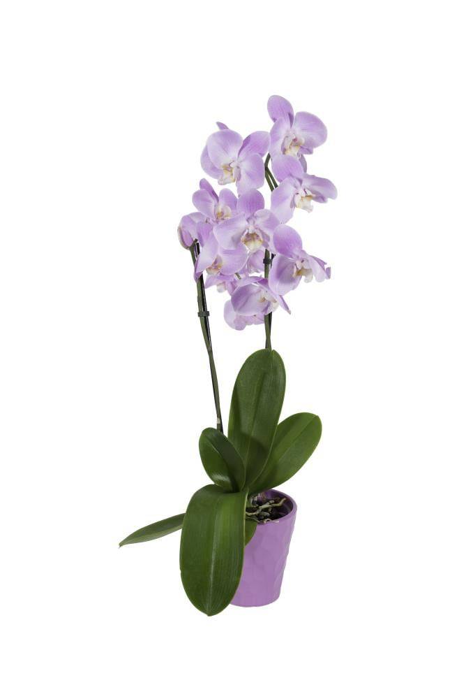 Lowe's Multicolor Orchids House Plant in 1.68-Pint Planter | PAB5