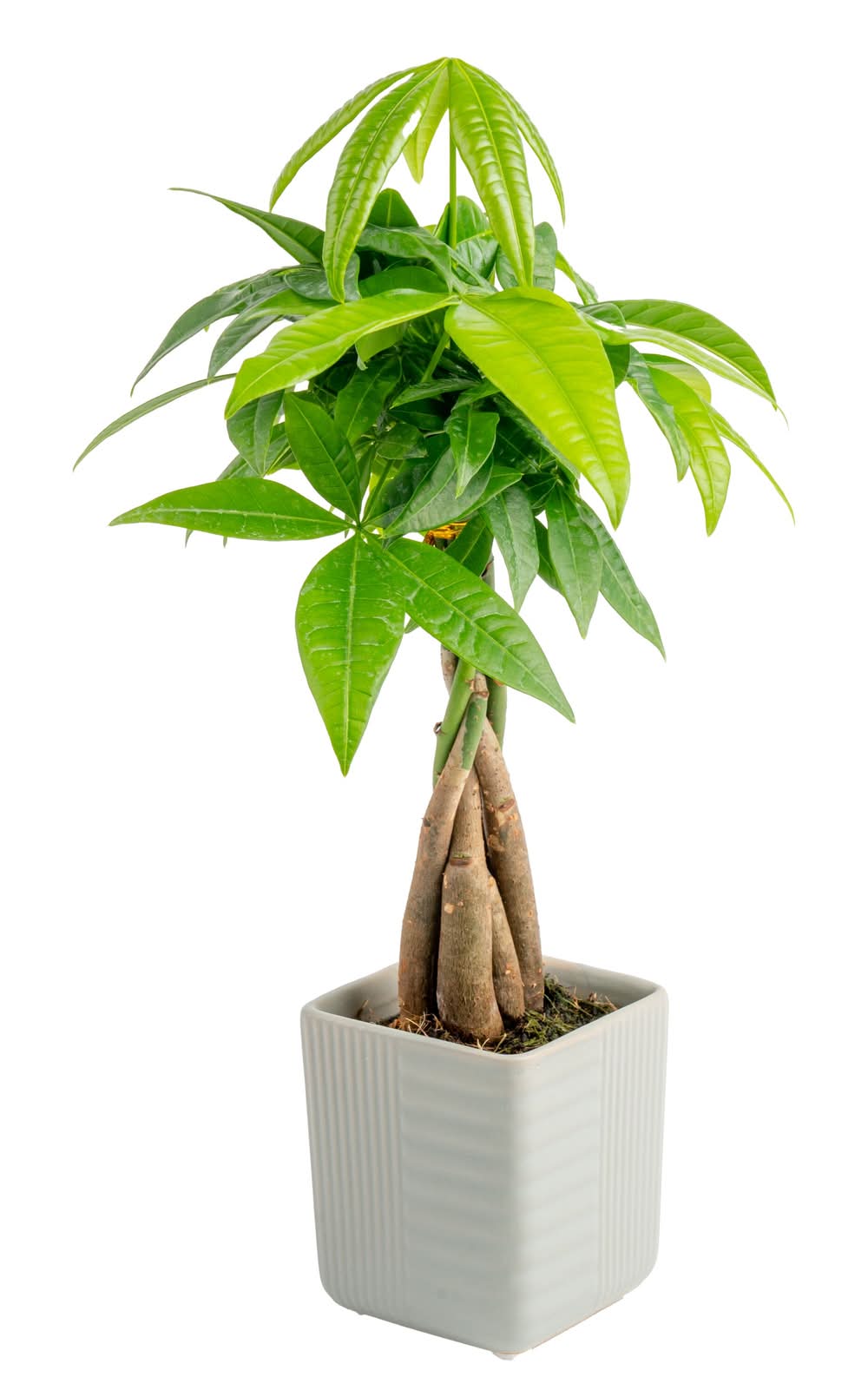Costa Farms White Specialty Pachira Money Tree House plant in 4 Ounce(s) Planter 1 -Pack