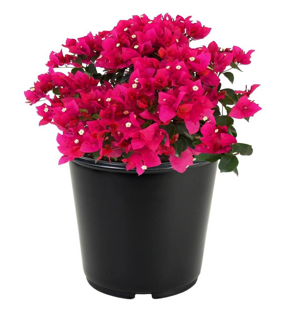 Lowe's Hybrid Bougainvillea Flowering Shrub in 2.25 -Gallon Pot with Multicolor Blooms | NURSERY