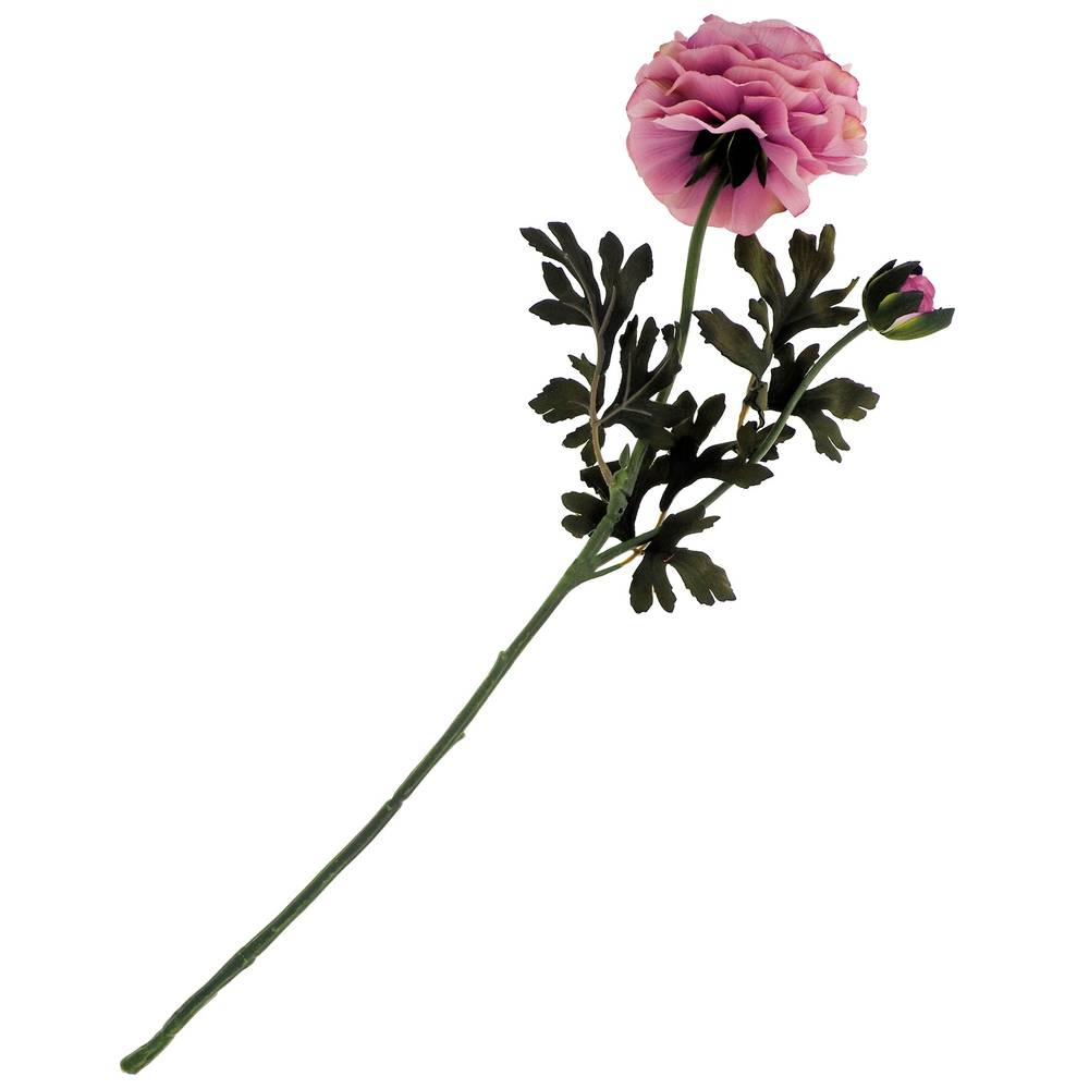 Chou rose et bouton de rose sur tige