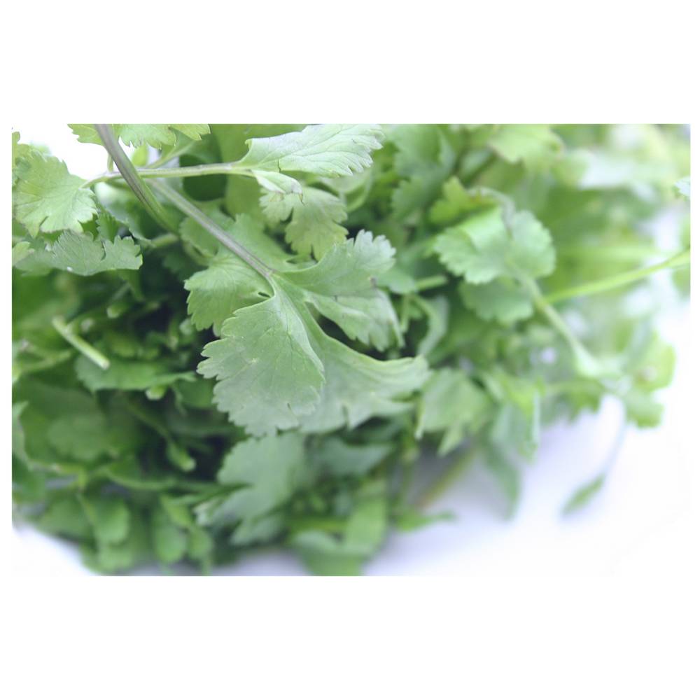 Cilantro Organic