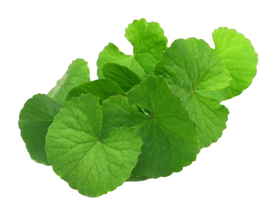 Water Pennywort (Rau Ma)