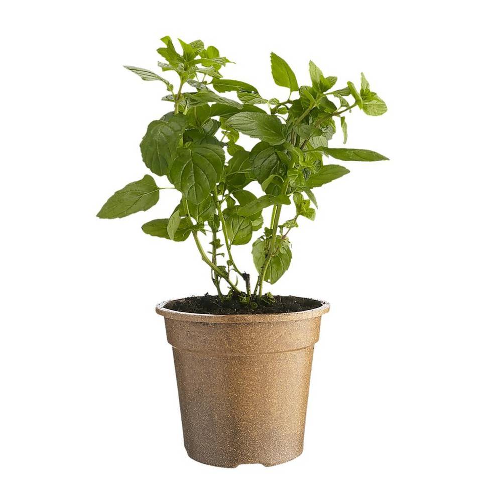 Freeman Herbs Organic Fresh Mint Potted