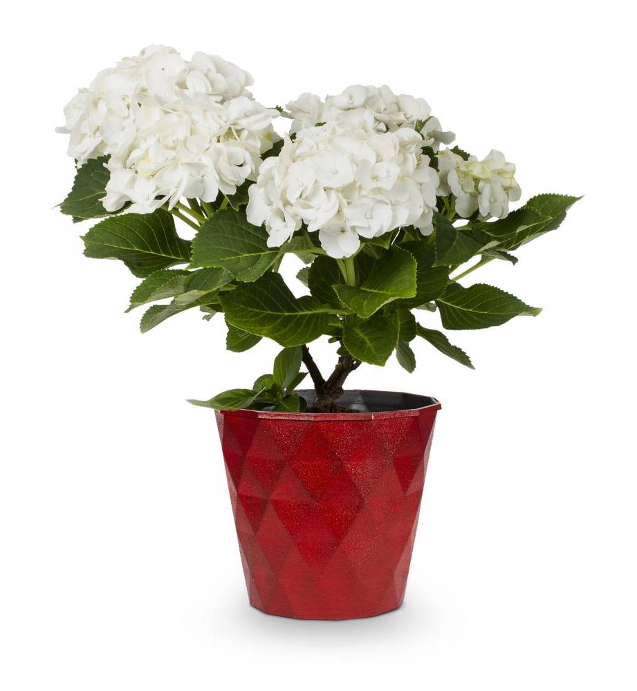 Lowe's Hydrangea Patio Flowering Shrub in -Gallon Pot 1.0 -Pack with White Blooms | 224424