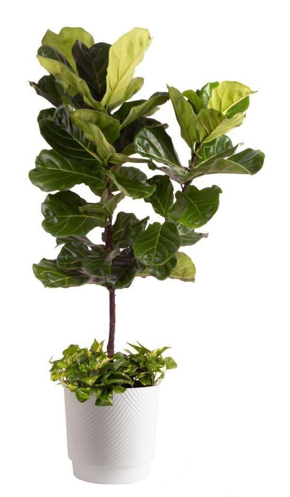 Costa Farms 13 In. Ficus Lryata Fiddle Leaf Fig And Pothos Combo Plant In Deco Pot