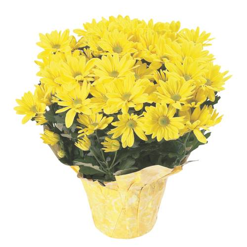 Potted Mums 6-Inch