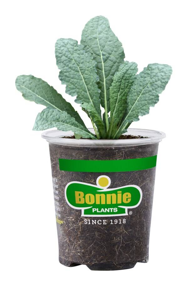 Bonnie Plants Lacinato Kale 19.3 oz. 4.5-inch