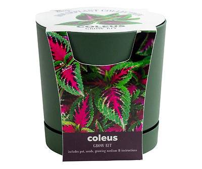 Buzzy Coleus Houseplant Grow Kit