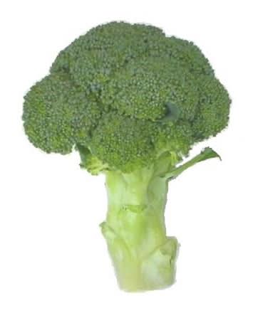 ブロッコリー　1pk　(EOS）