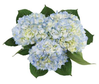 Debi Lily Hydrangea Blue 3 Stem - Each