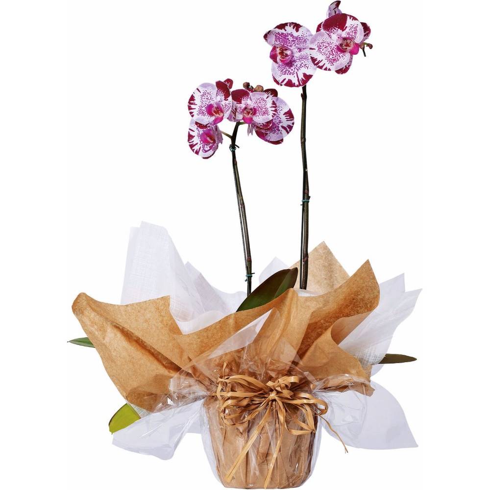 Orquídea phalaenopsis pote 15 (1 unidade)