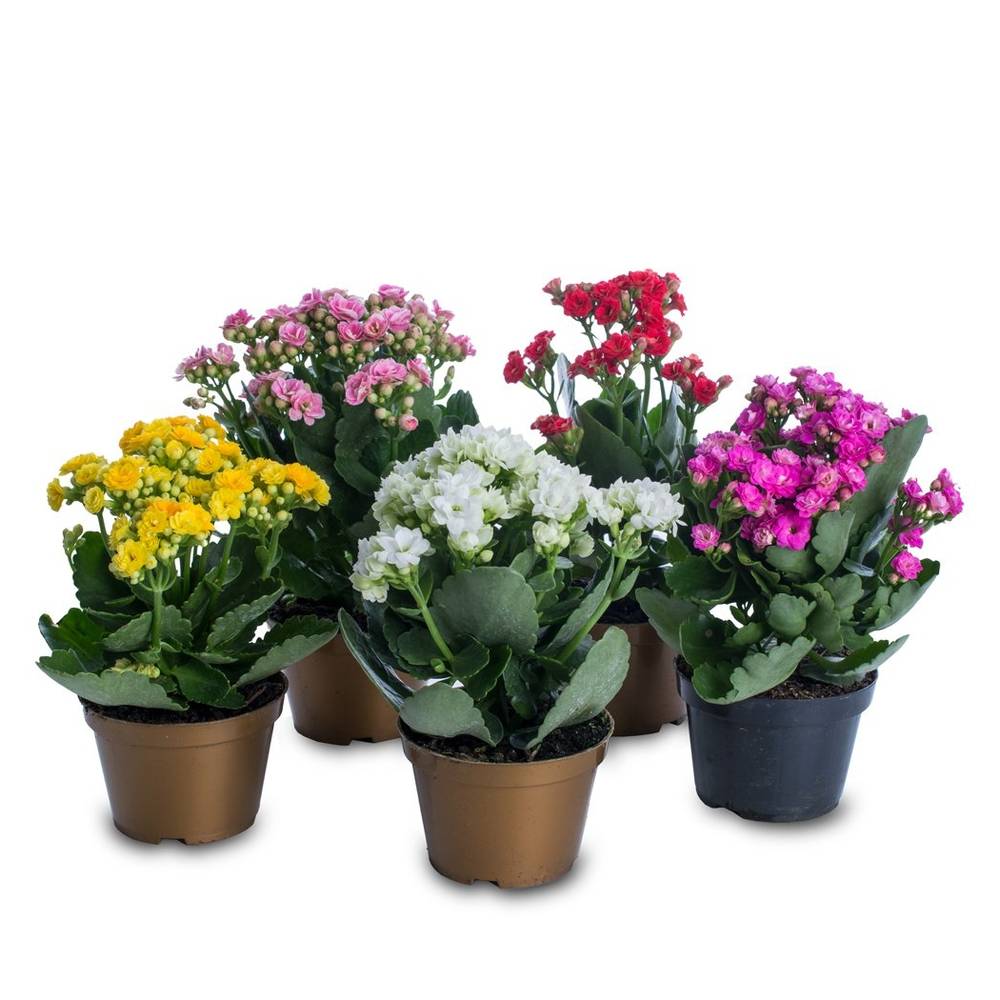 Flor kalanchoe - Pote 11