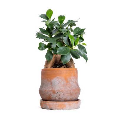 Live 4" Ficus Ginseng Houseplant in Petite Brick