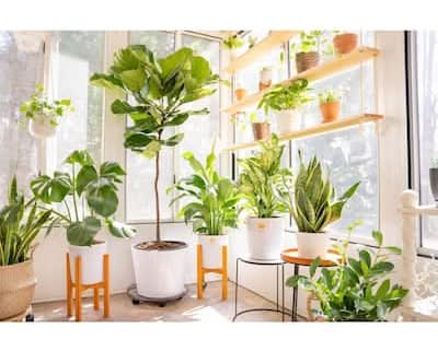 philodendron brazil Brazil Philodendron Plant Care