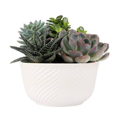 Live 6" Succulent Garden Houseplant (Varieties May Vary)